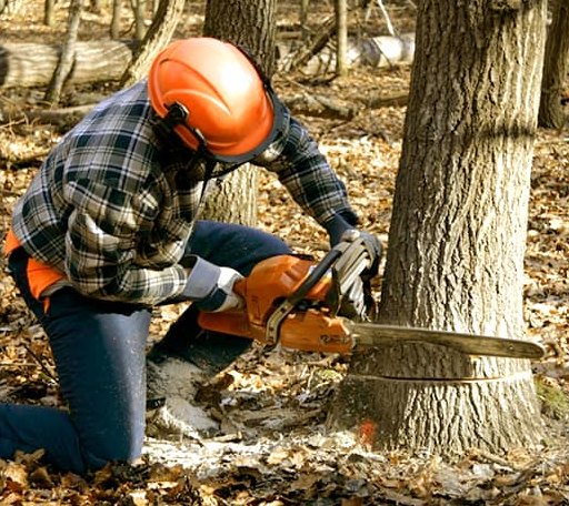 Tree Removal in Halifax, VA
